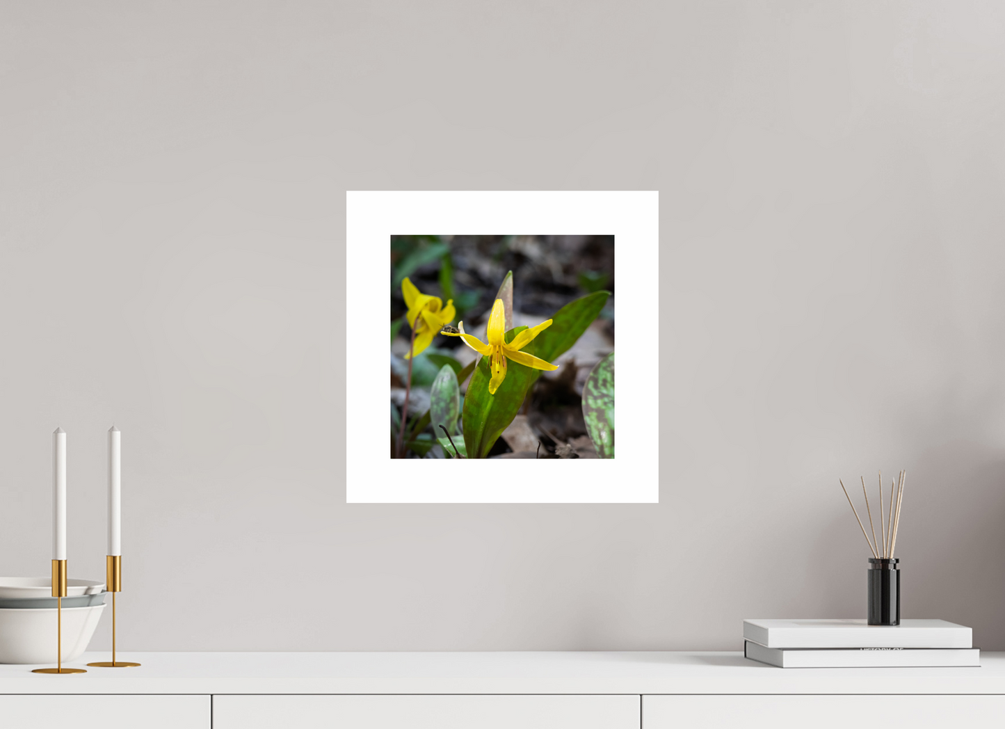 Trout Lily 01