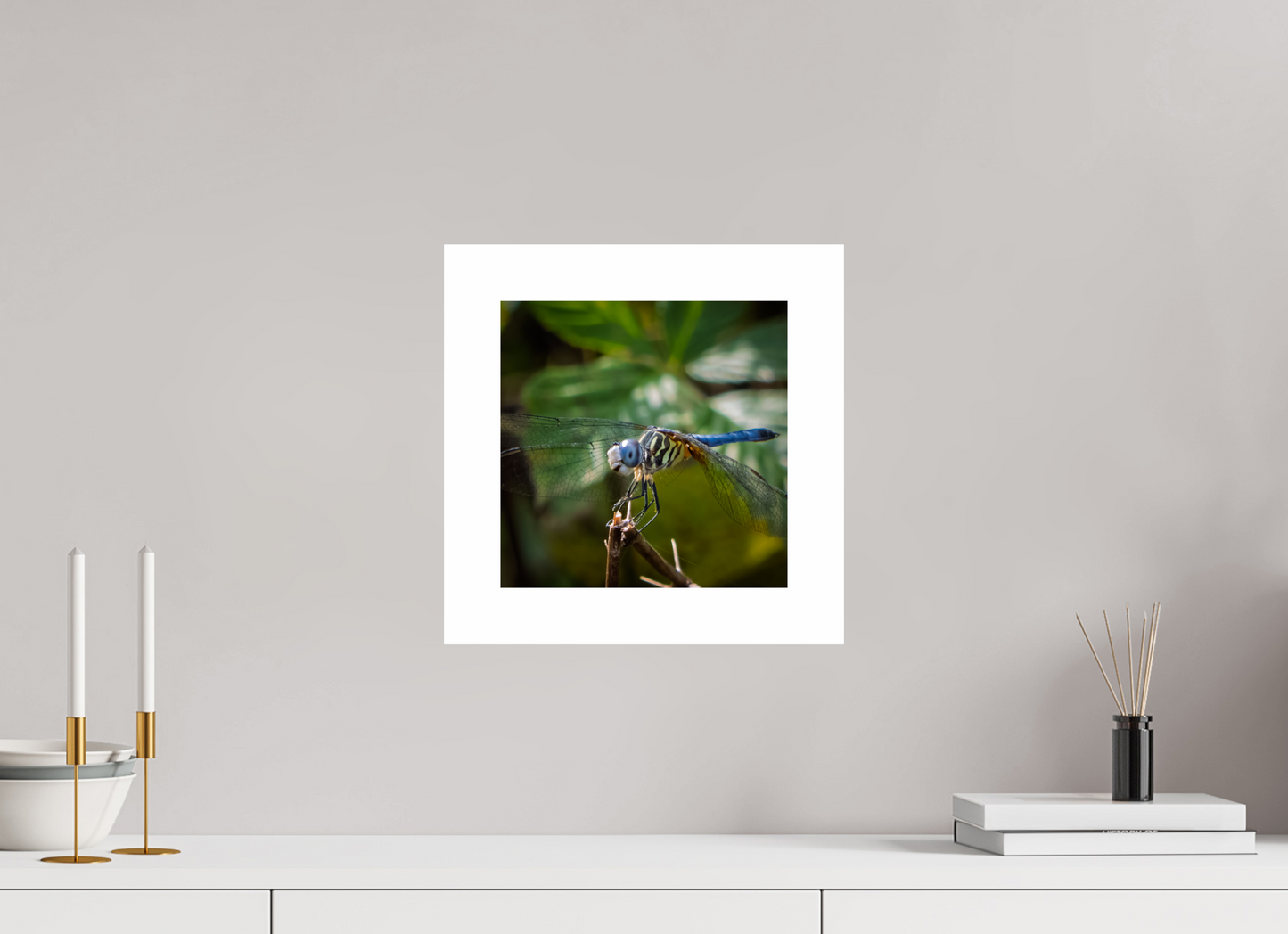 Blue Dasher 01