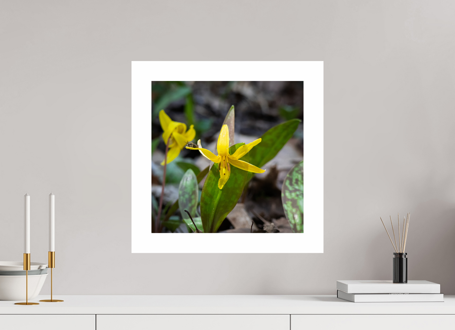 Trout Lily 01