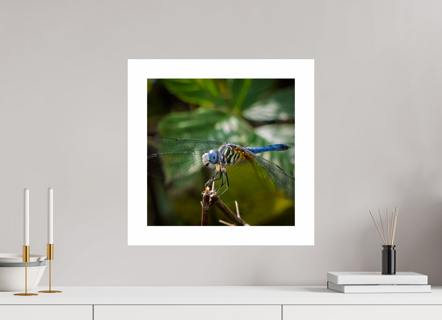 Blue Dasher 01