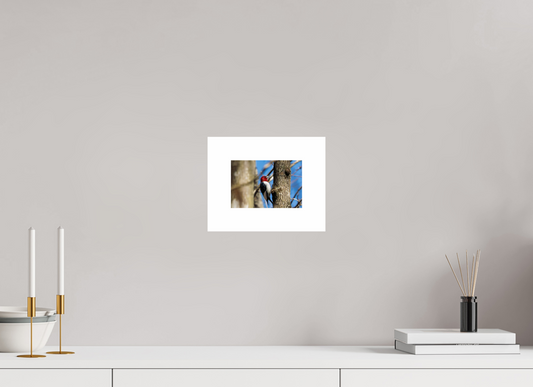6 x 4″, Hahnemühle Photo Rag Baryta, 2 in. white border. (Print Only) Red-headed Woodpecker 01
