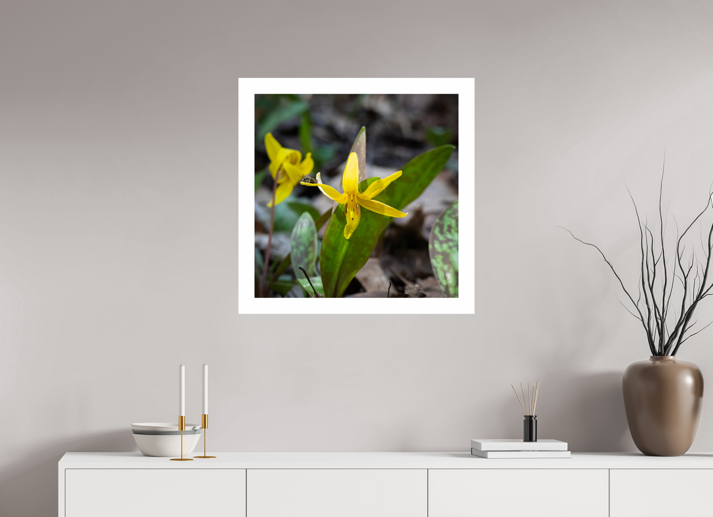 Trout Lily 01