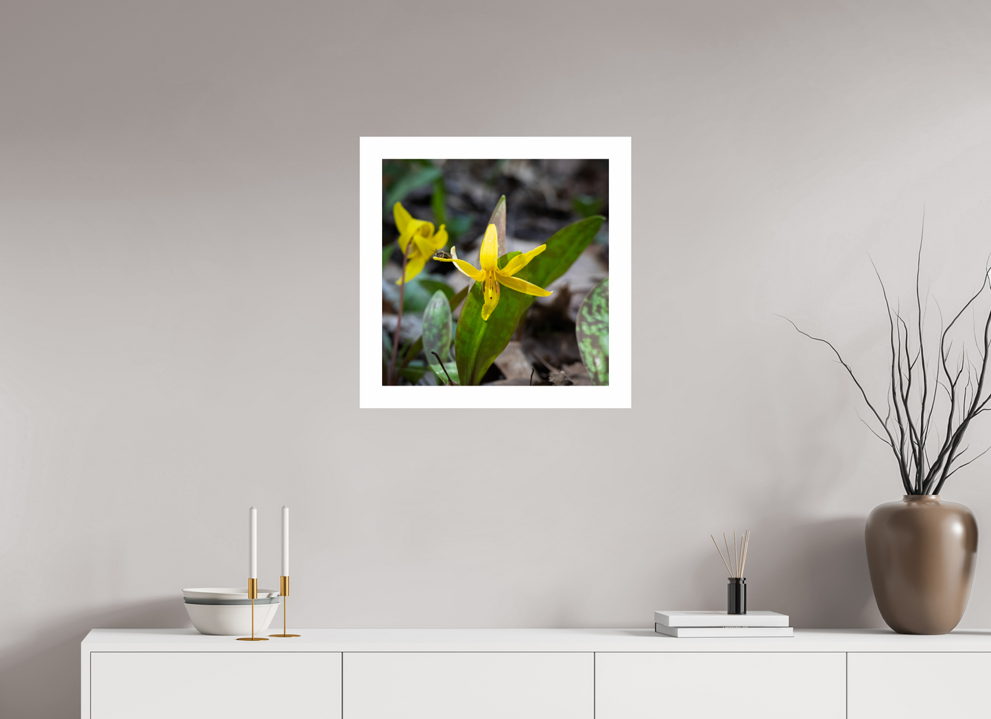 Trout Lily 01