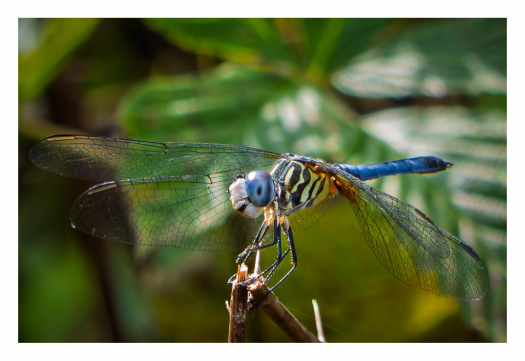 Main image Blue Dasher Dragonfly (male) 02