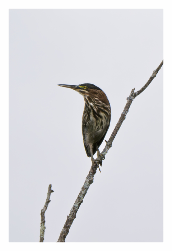 Main image Green Heron 01