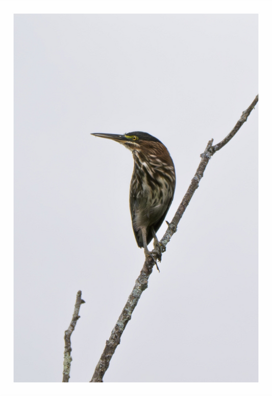 Main image Green Heron 01