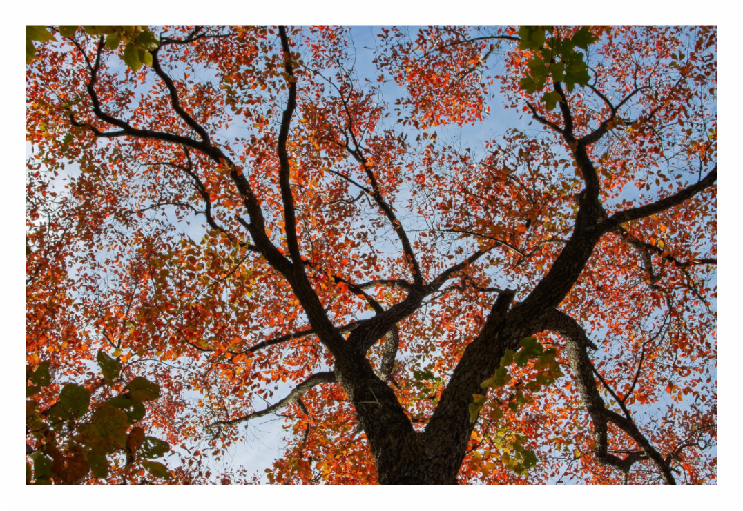 Main image Autumn Leaves 01