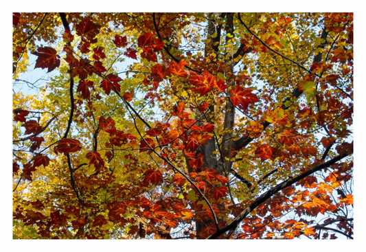Main image Autumn Leaves 04