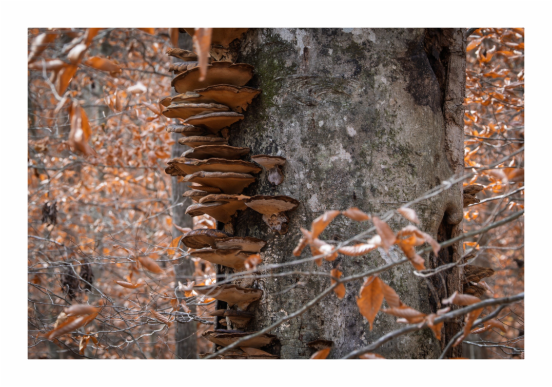 Main image Shelf Tree 01