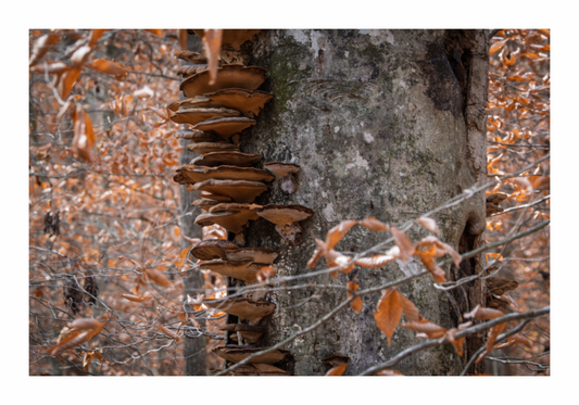 Main image Shelf Tree 01