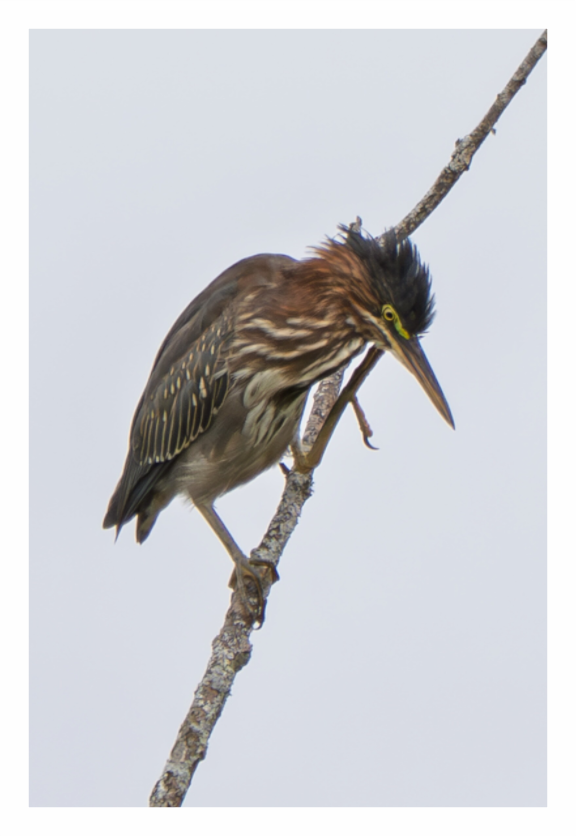 Main image Green Heron 04