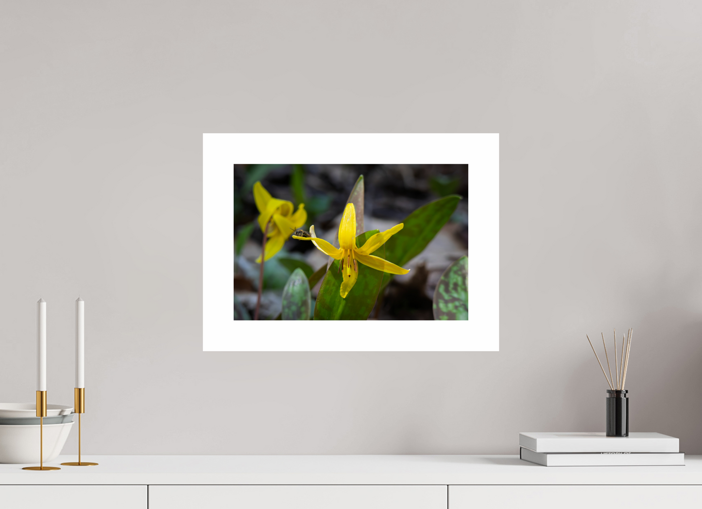 15 x 10″, Hahnemühle Photo Rag Baryta, 2 in. white border. (Print Only) Trout Lily 02