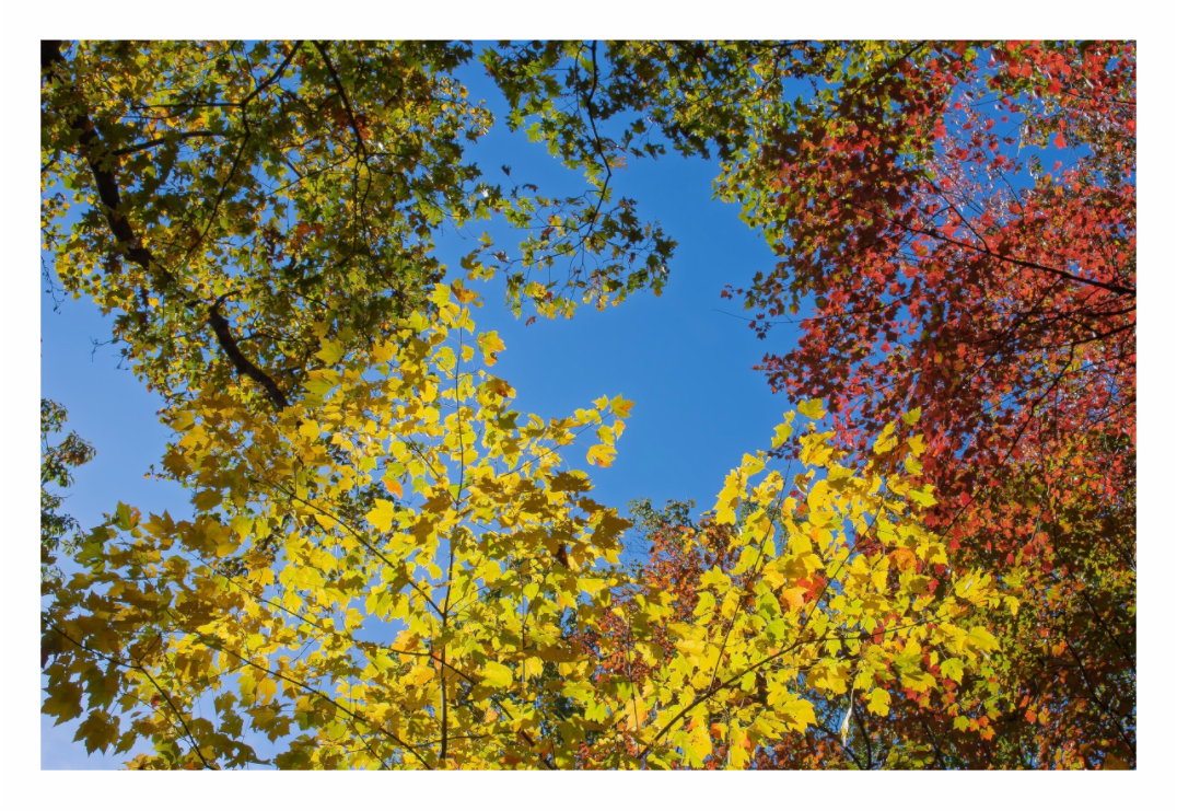 Main image Autumn Leaves 03