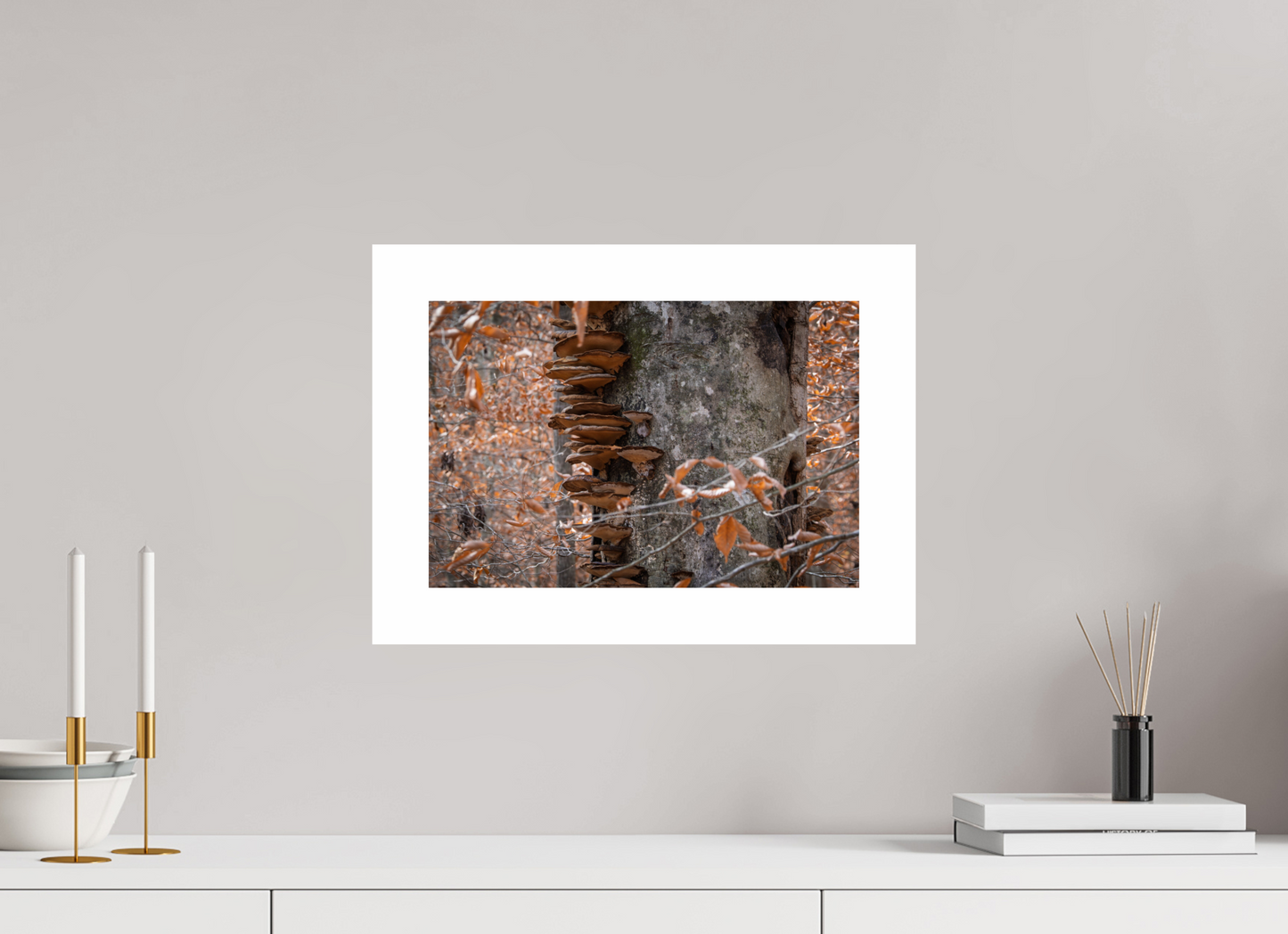 15 x 10″, Hahnemühle Photo Rag Baryta, 2 in. white border. (Print Only) Shelf Tree 01