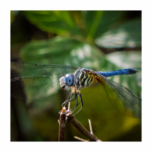 Blue Dasher 01