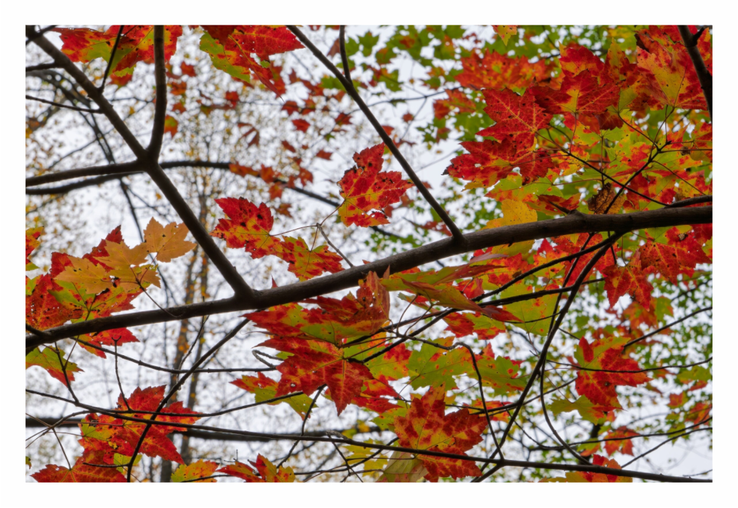 Main image Autumn Leaves 08