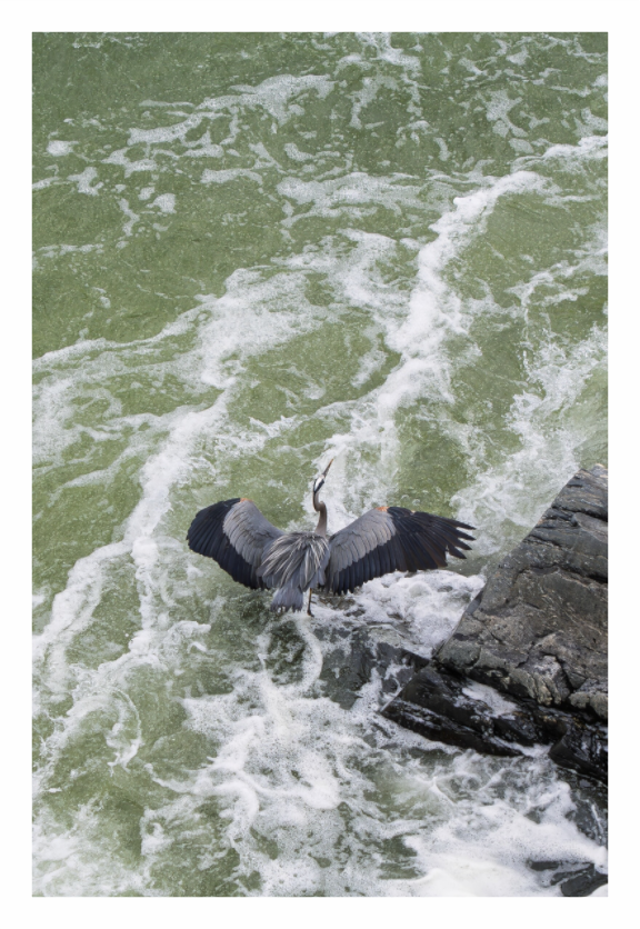 Main image Great Blue Heron 03