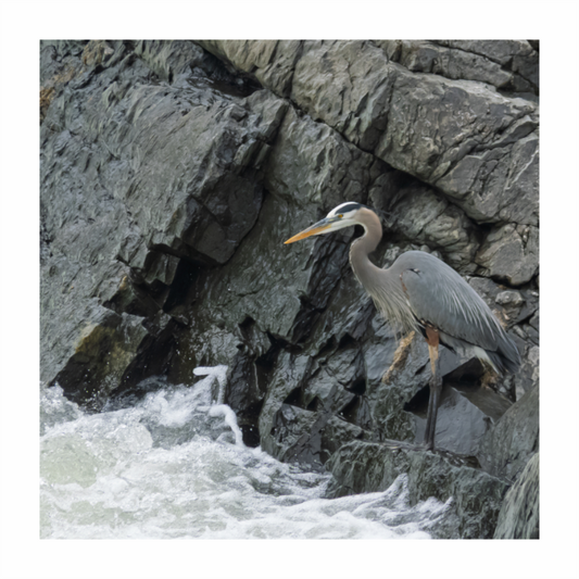 Fishing Heron 01