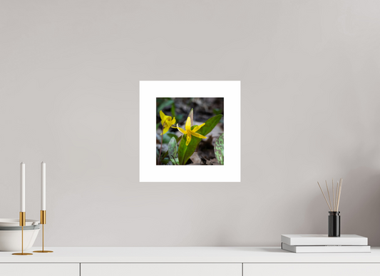 Trout Lily 01