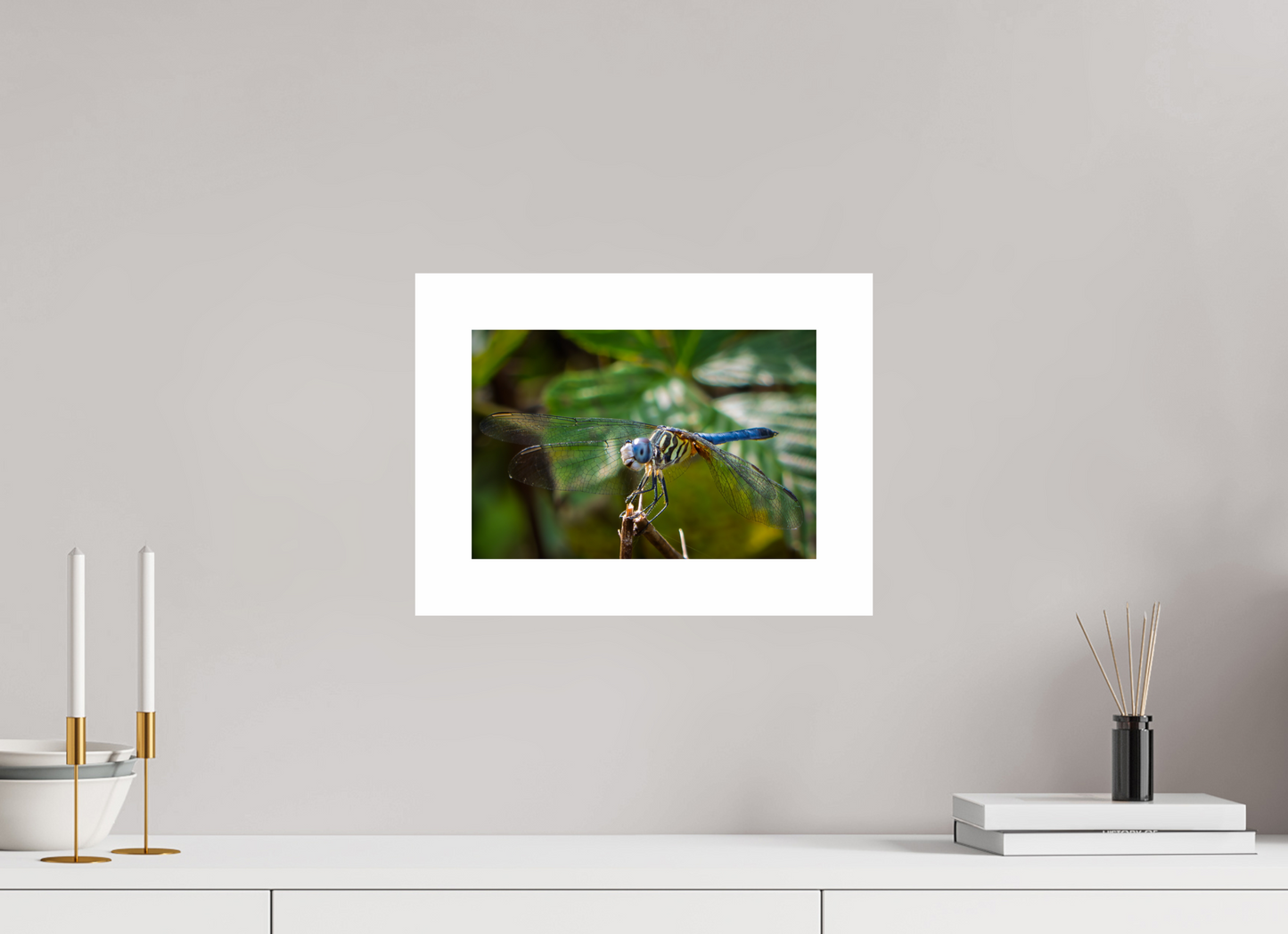 12 x 8″, Hahnemühle Photo Rag Baryta, 2 in. white border. (Print Only) Blue Dasher Dragonfly (male) 02