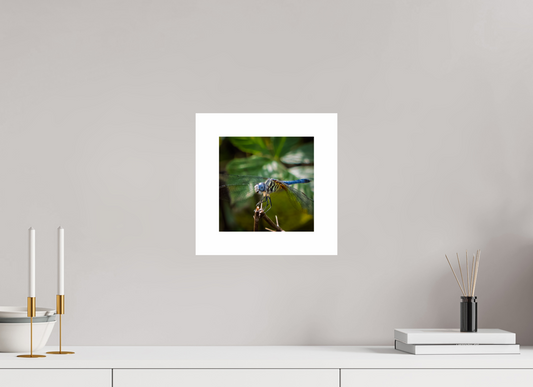 Blue Dasher 01