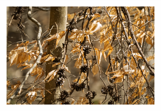 Forest Gold 01