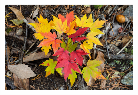 Main image Autumn Leaves 15