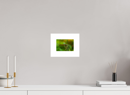 6 x 4″, Hahnemühle Photo Rag Baryta, 2 in. white border. (Print Only) Autumn Meadowhawk Dragonfly (male) 01