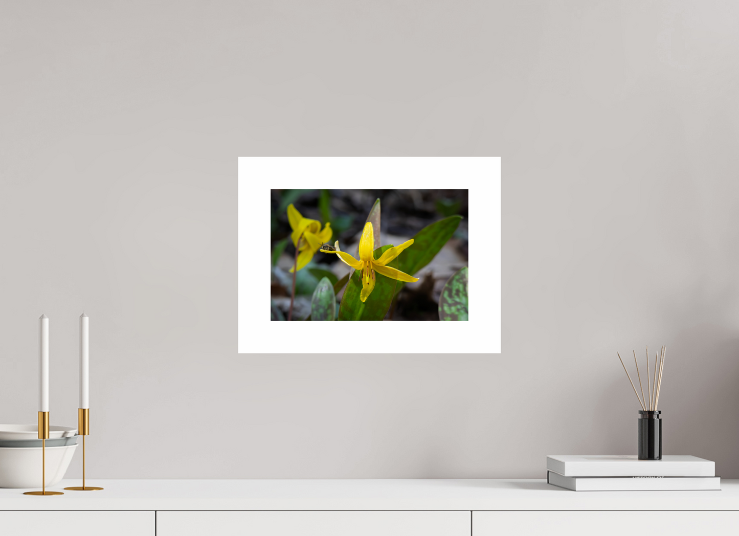 12 x 8″, Hahnemühle Photo Rag Baryta, 2 in. white border. (Print Only) Trout Lily 02