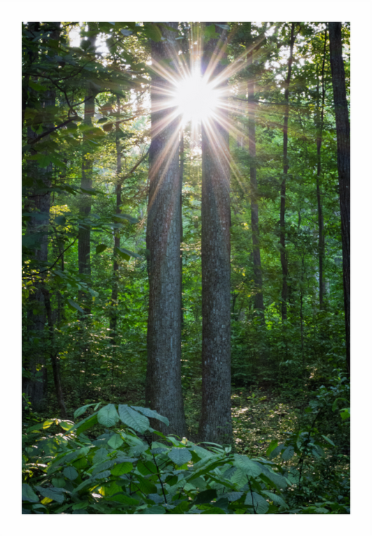 Twin Trees Sunburst 01