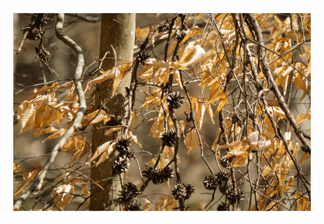 Main image Forest Gold 01