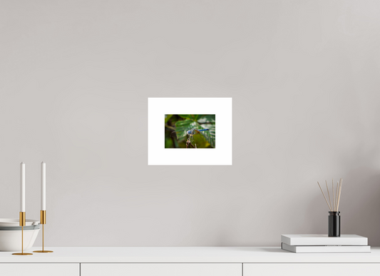 6 x 4″, Hahnemühle Photo Rag Baryta, 2 in. white border. (Print Only) Blue Dasher Dragonfly (male) 02