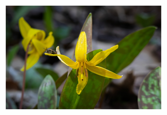 Main image Trout Lily 02