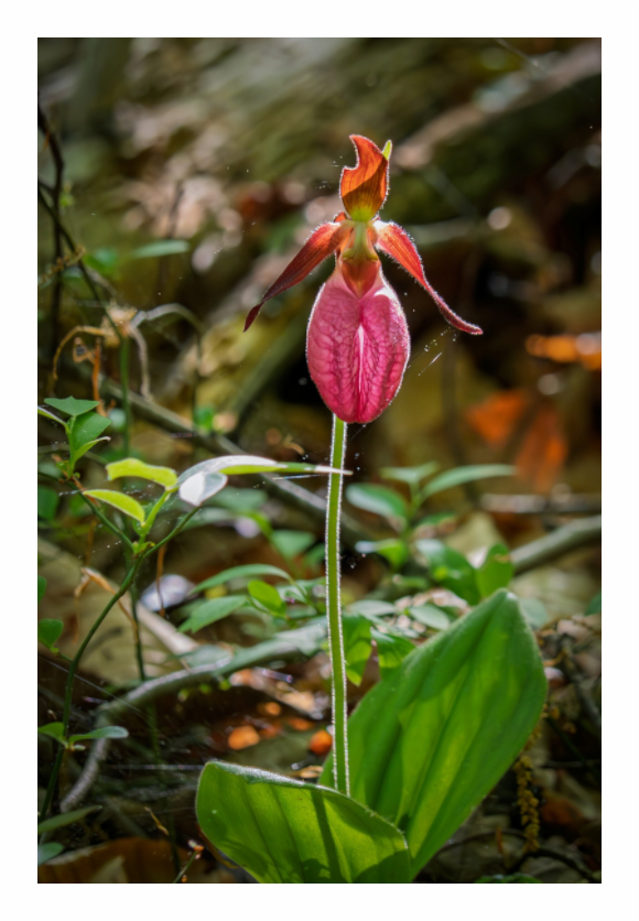 Main image Pink Lady Slipper 01