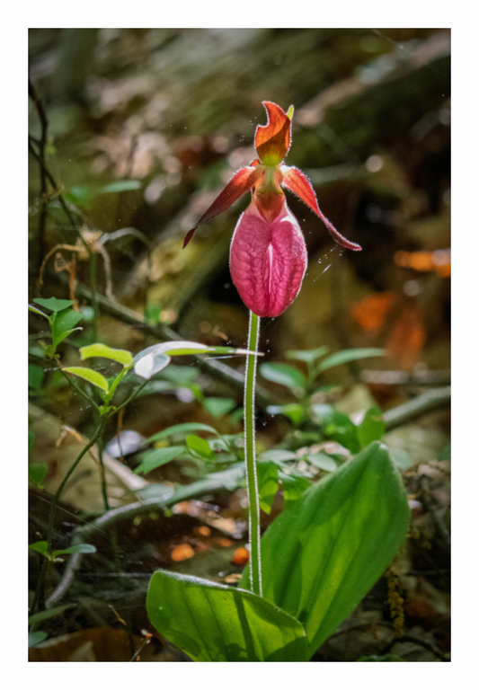 Pink Lady Slipper 01