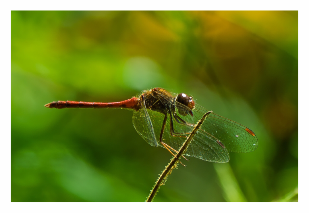 Main image Autumn Meadowhawk Dragonfly (male) 01