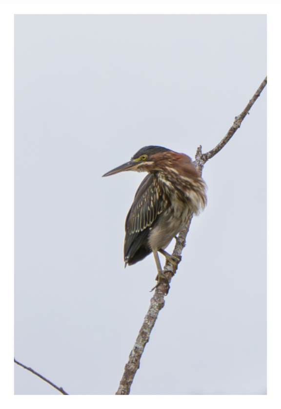 Main image Green Heron 03