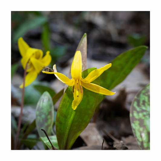 Trout Lily 01