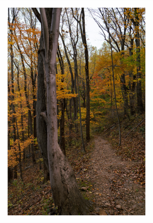 Main image Autumn Path 03