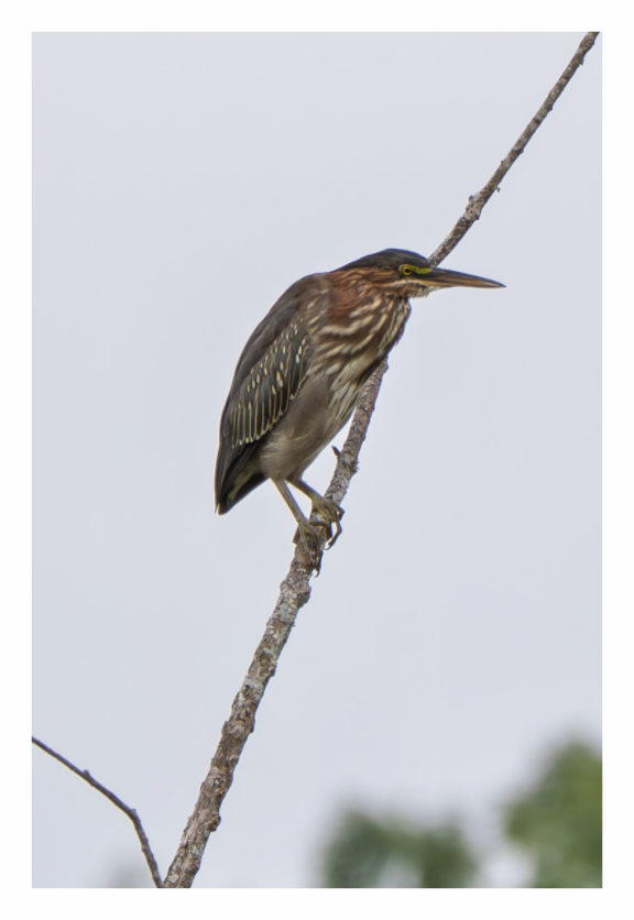 Main image Green Heron 02