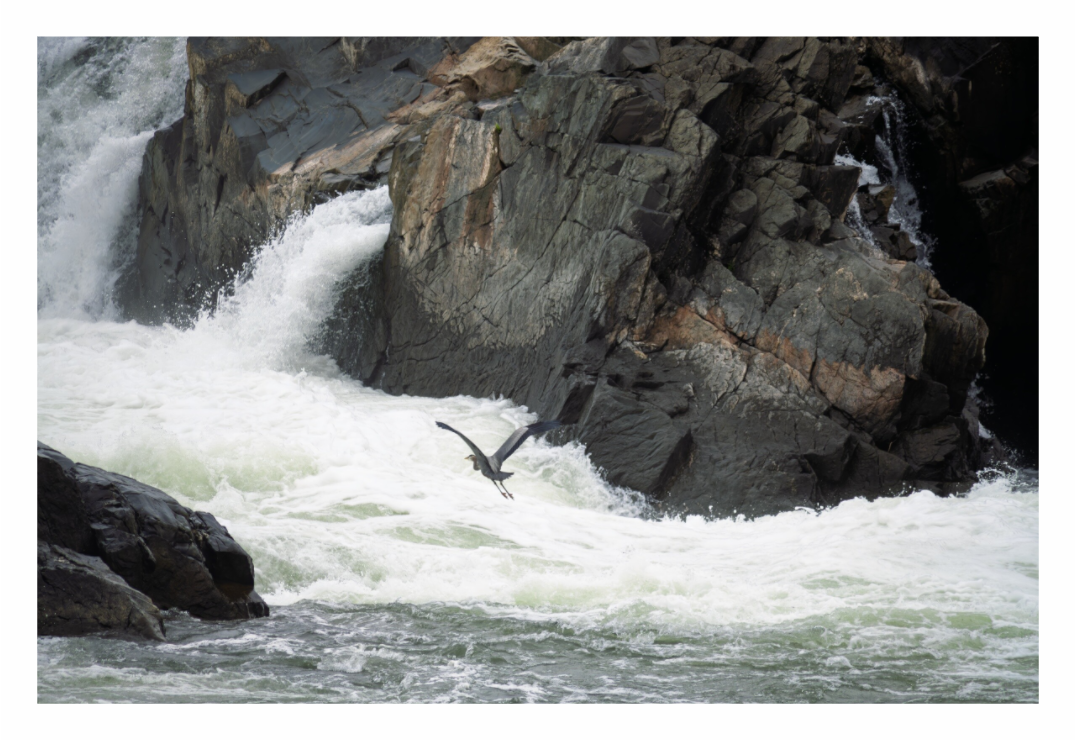 Main image Great Blue Heron Flight 01