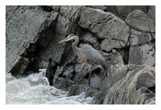 Main image Great Blue Heron 02
